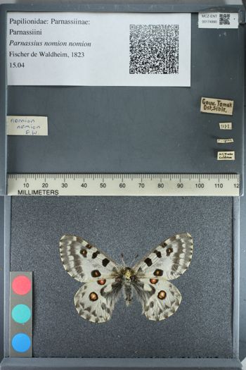 Media type: image;   Entomology 174990